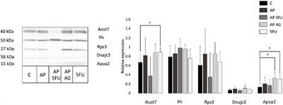 Proteomic study of medicinal mushroom extracts reveals antitumor mechanisms in an advanced colon cancer animal model via ribosomal biogenesis, translation, and metabolic pathways